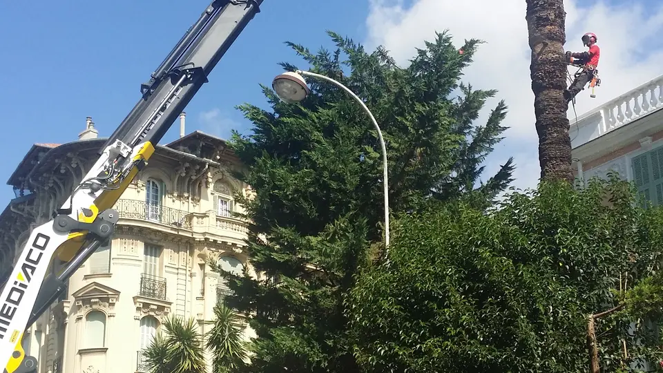 Abattage d’un palmier par camion-grue à Nice