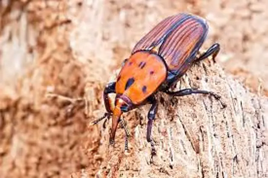 Charançon rouge adulte Rhynchophorus ferrugineus