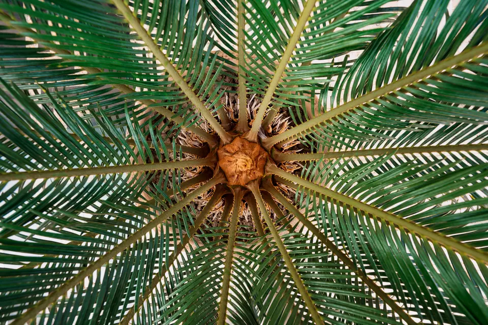 Inspection du cœur avant assainissement d’un palmier atteint