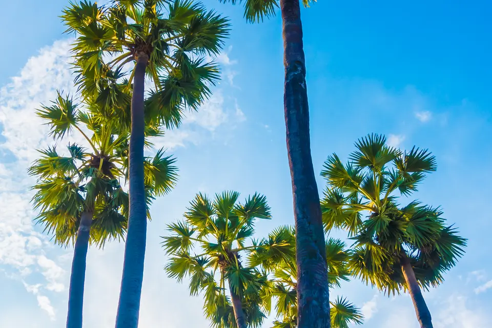 Palmiers de la Côte d’Azur dans le secteur de Cannes